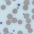 closeup of cells