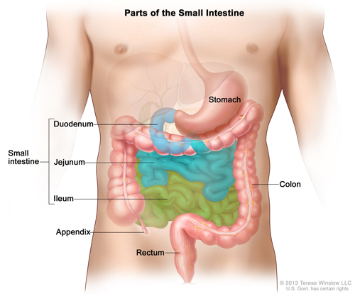 medical illustration of the small intestine connecting the stomach and colon