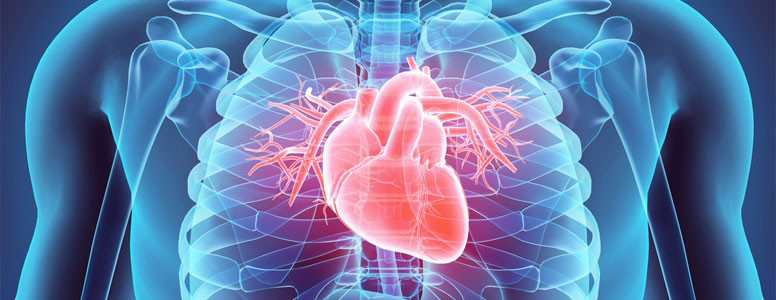 medical illustration of a heart