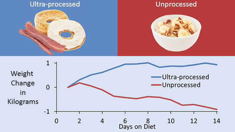 Graphic of ultra-processed food (bacon, bagel) and unprocessed food (oatmeal with fruit) and a chart showing that ultra-proceeded likely causes weight gain