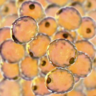 3D illustration of fat cells
