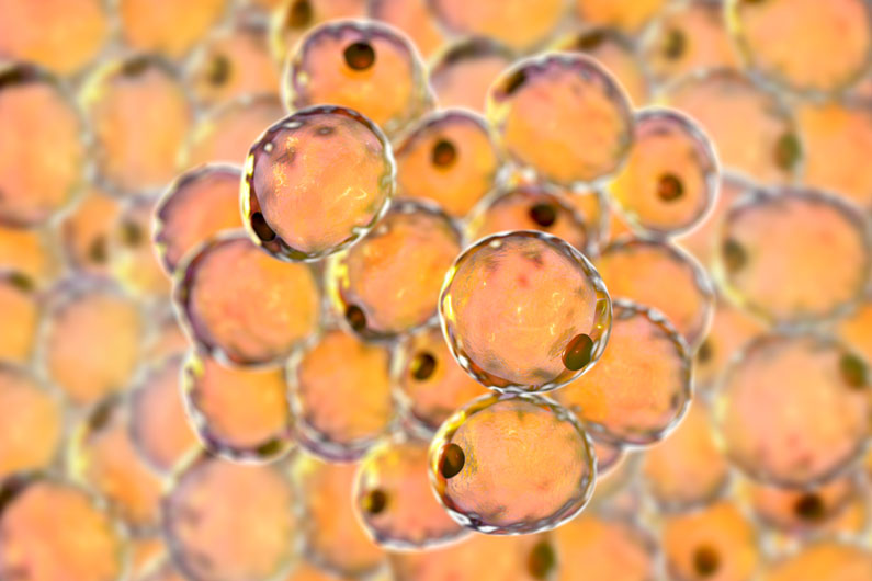 3D illustration of fat cells