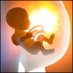 graphic of a fetus