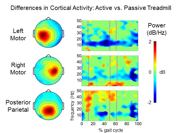 Differences in Cortical Activity: Active vs. Passive Treadmill