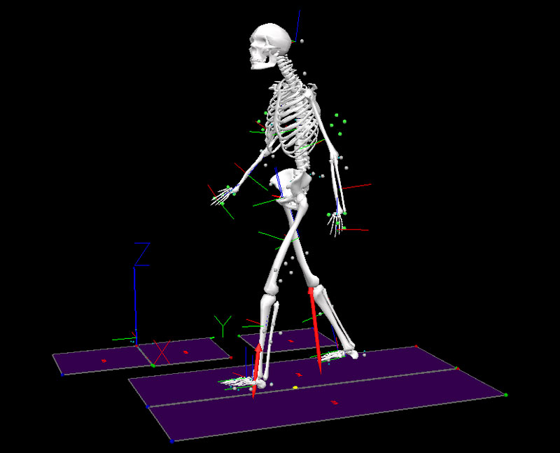 A 3D representation of a skeletal system.